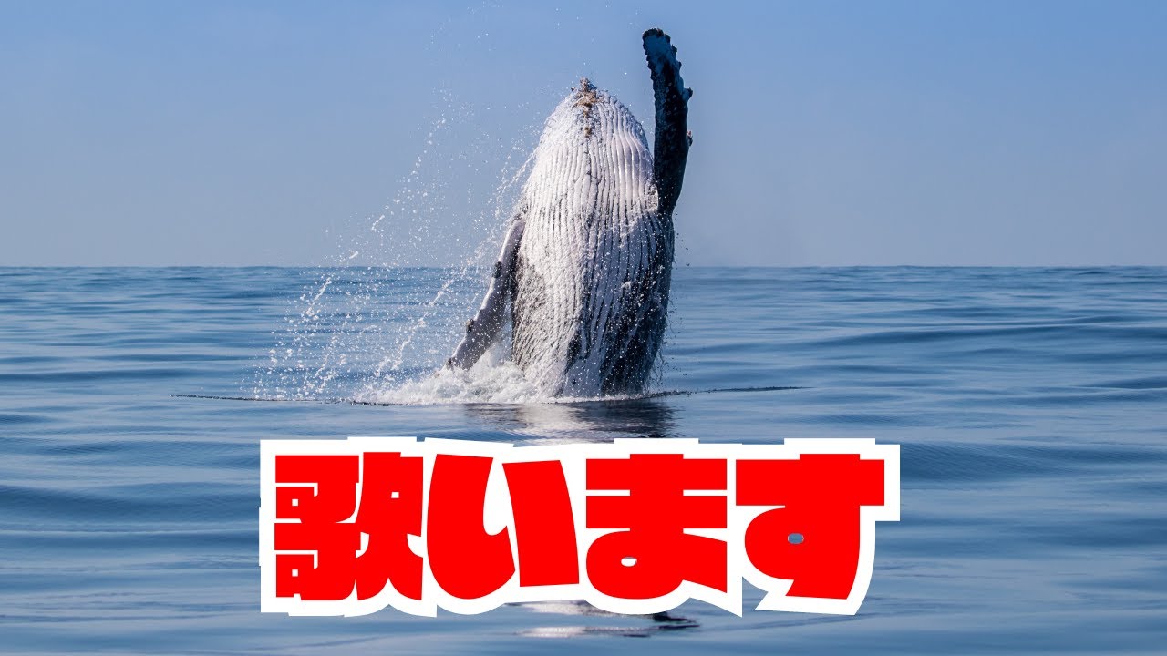 【衝撃】ザトウクジラの「愛の歌」がもたらす驚愕の影響！海のロマンスと生態学の奥深さを解明