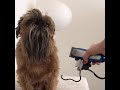 Beards by Ralph: DIY At Home Dog Grooming with ralphienyc の動画、YouTube動画。