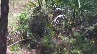 1956 Indigo Holley by the Sea Navarre Florida 32566