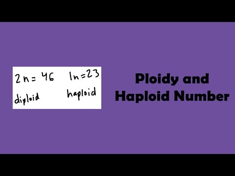 Video: Bij mensen is het haploïde getal n gelijk aan?