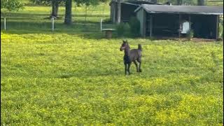 2025 FHANA Registered Filly | Esme of Twilight UP (Teun 505 x Sloerie Ster AA) (3.5 mo, vid 2)