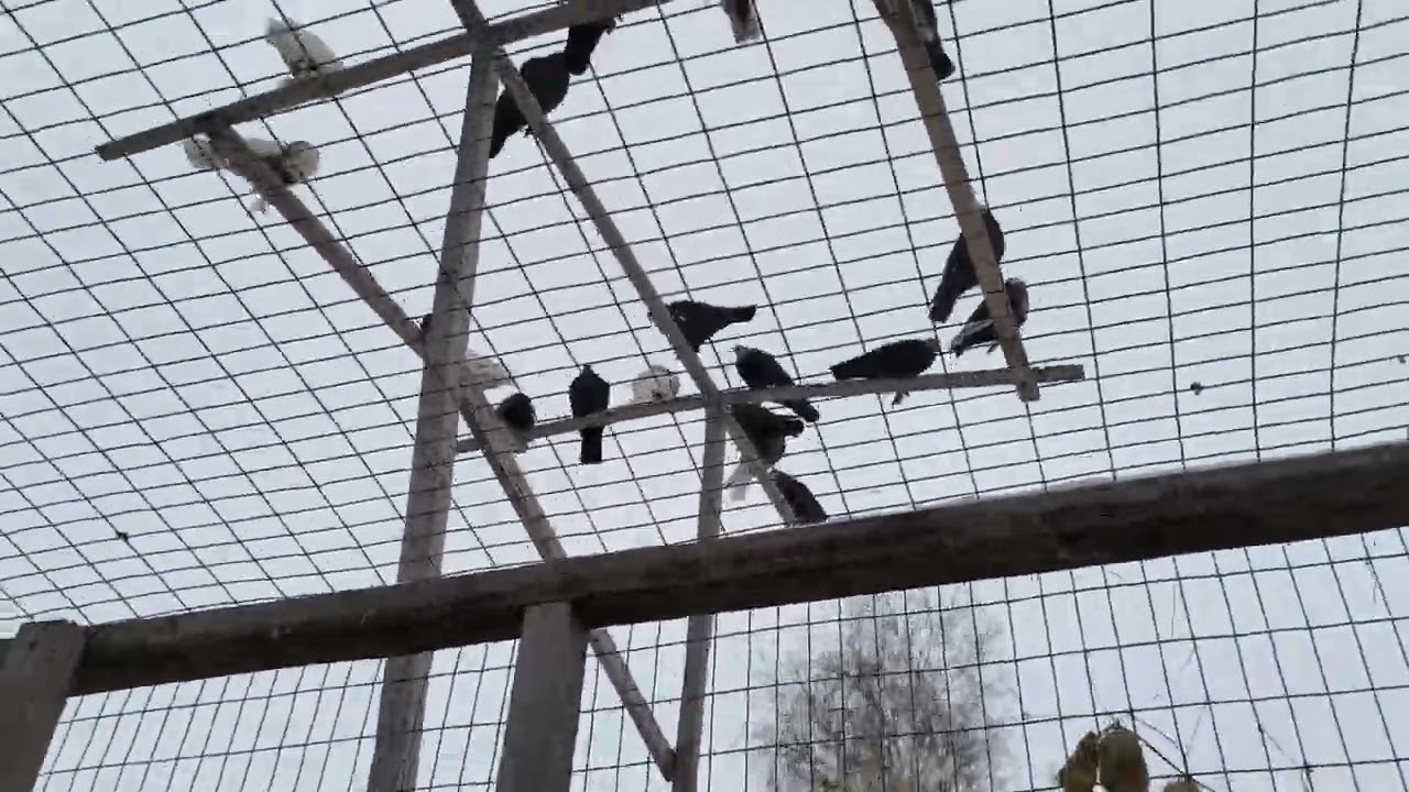 Белые - 2025г. Продажа