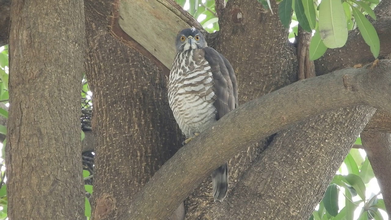 永祥公園鳳頭蒼鷹 2 正面 Youtube