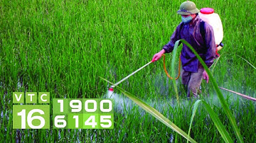 Sử dụng thuốc bảo vệ thực vật an toàn, hiệu quả | VTC16
