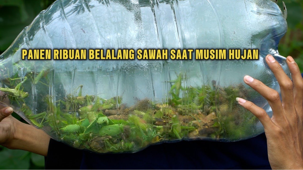 Panen Ribuan Belalang Monster Yang Hidup Di Area Persawahan