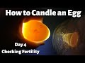 How to Candle an Egg / Checking Fertility of Duck Eggs Day 4