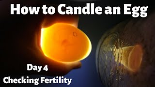 How to Candle an Egg / Checking Fertility of Duck Eggs Day 4
