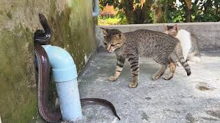 Feral cats are chasing a big snake out of their house