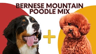 Bernese Mountain Poodle Mix  The Ultimate Guide