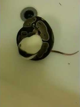 Ball python eating - YouTube