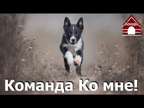 168. Команда ко мне! Как научить собаку подходить. Тренируем подзыв