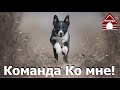 Команда ко мне! как научить собаку подходить