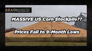 Corn Prices Hit 9-Month Low - Largest US Corn Stocks Since 1988 Expected