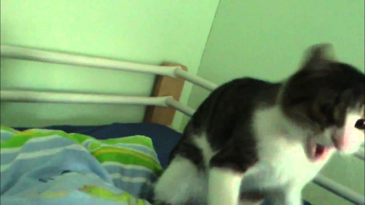 Katze faucht YouTube