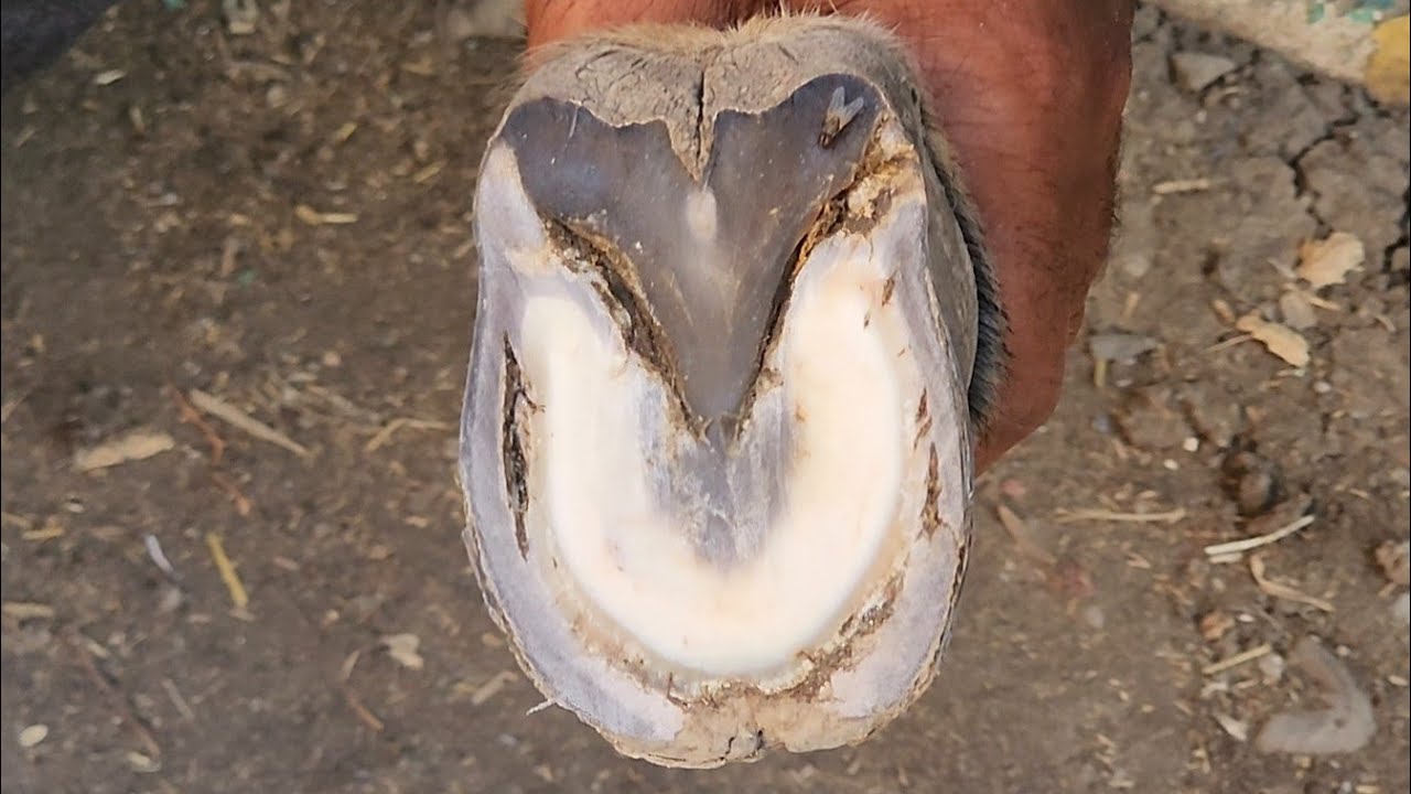 لاحول ولاقوة الابالله...حمارة الناموس أكلها شاهد