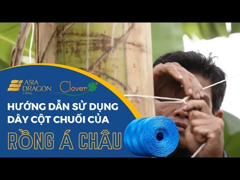 Video Hướng dẫn cột chuối chống đổ - Asia Dragon - youtube