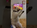 PoV Radhe Radhe Japa Karo Krishna Naam Ras Piya Kar Labrador Dog 