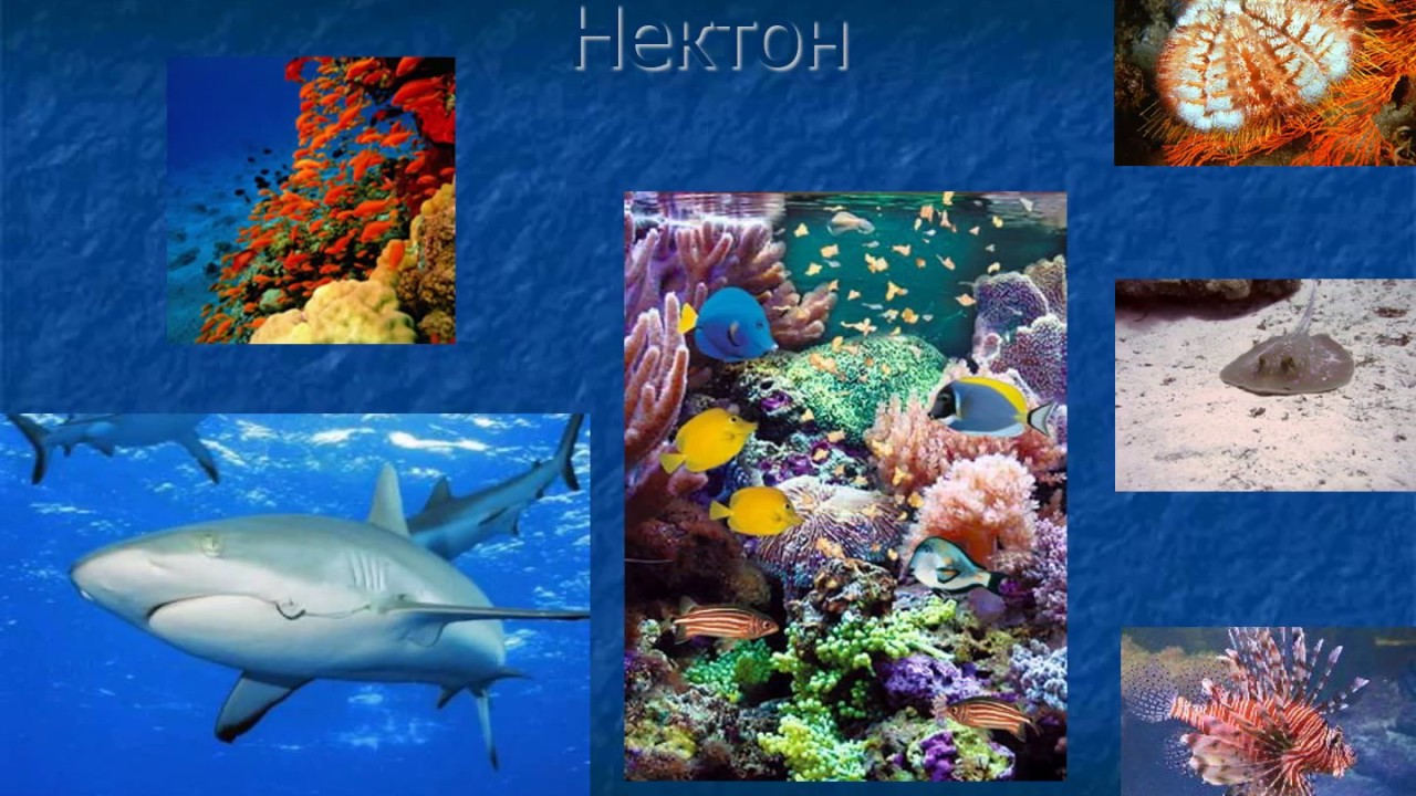 Организмы обитающие в мировом океане. Нектон и бентос. Планктон Нектон бентос. Жизнь в океане Нектон,Нектон,бентос,планктон. Гидробионты планктон Нектон бентос.