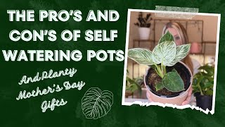 Why use self watering pots for houseplants