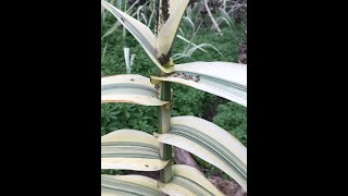 Tracking Invasive Plants Using Calflora without a Weed Manager Subscription screenshot 5