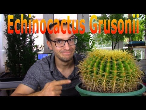 Video: ¿Cómo sobrevive el cactus de barril?