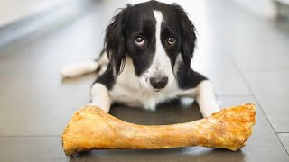 Why do dogs like to gnaw bones?