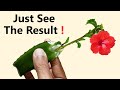 Grow Hibiscus Cutting By Aloe vera Rooting Hormone