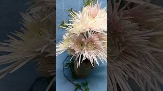 Sheena Хризантема одноголовая  #chrysanthemumflower #chrysanthemum