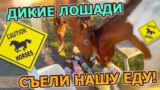 Какой наглеж! Отдых с палатками не задался, когда на нас напали лошади и съели нашу еду!