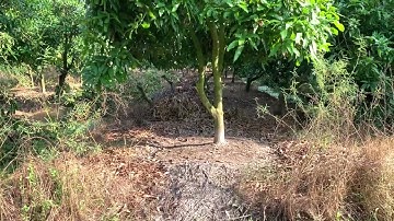 Clip ngày 21/4/2025 giao lưu xoài cát hòa Lộc giá lẻ, sỉ alo em 0988166558