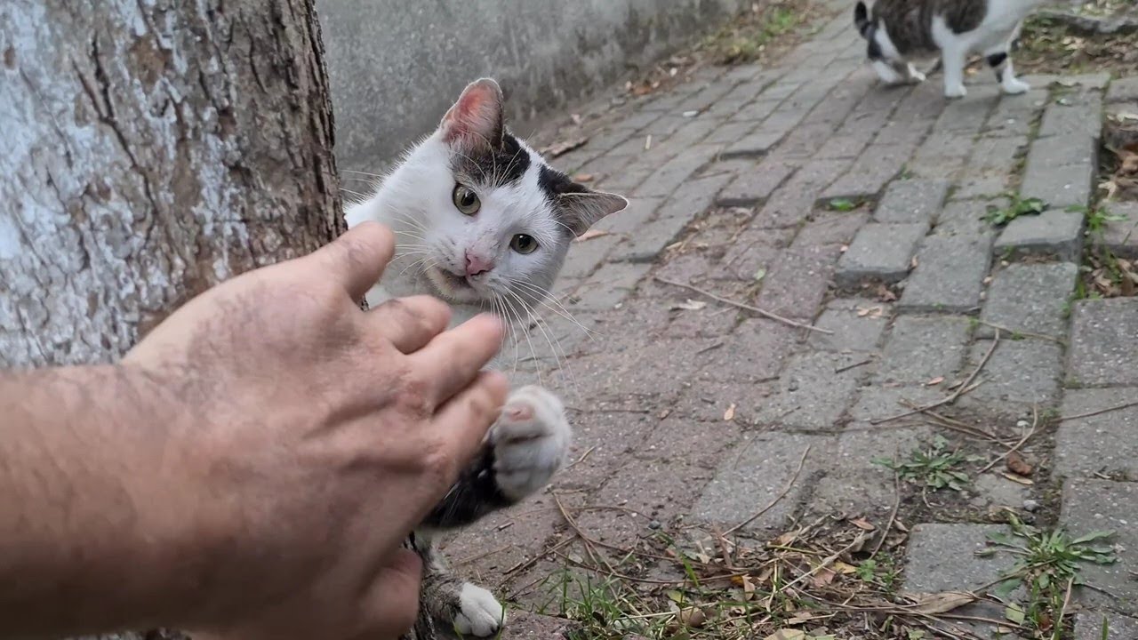 The cat that slapped my hand is being punished by another Cat. - YouTube