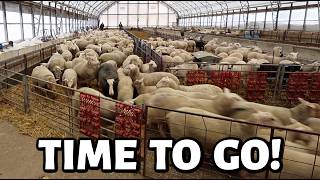 They're gonna be MAD at me now!! ~ a BIGGER than planned weaning day, launch prep & a melting barn?!