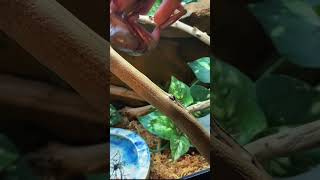 Berry The Frog Strikes Again