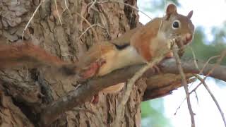 Wild Squirrel Chirping, Sounds, Nature, Squirrel Song, Squirrel Singing