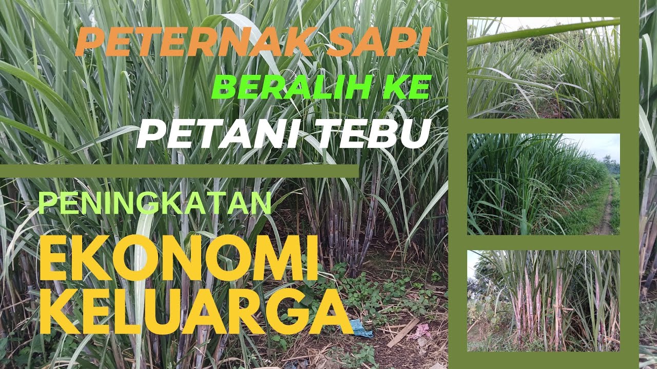 Keuntungan Mengembangkan Pertanian Tebu sebagai Bisnis Keluarga Jangka Panjang