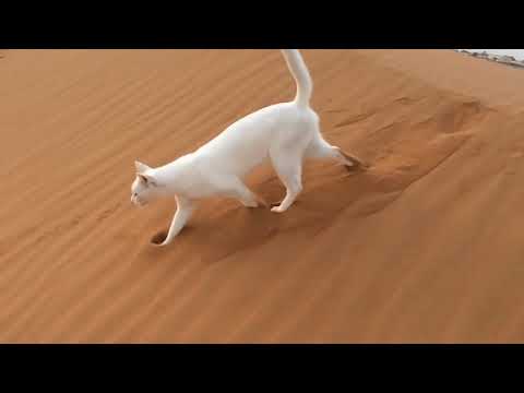 Vídeo: Por Que Os Gatos 