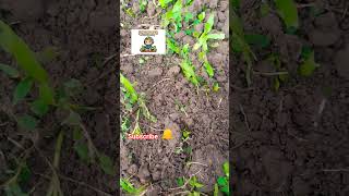Metal Detecting in Wings -A Farm 14. Ep.1
