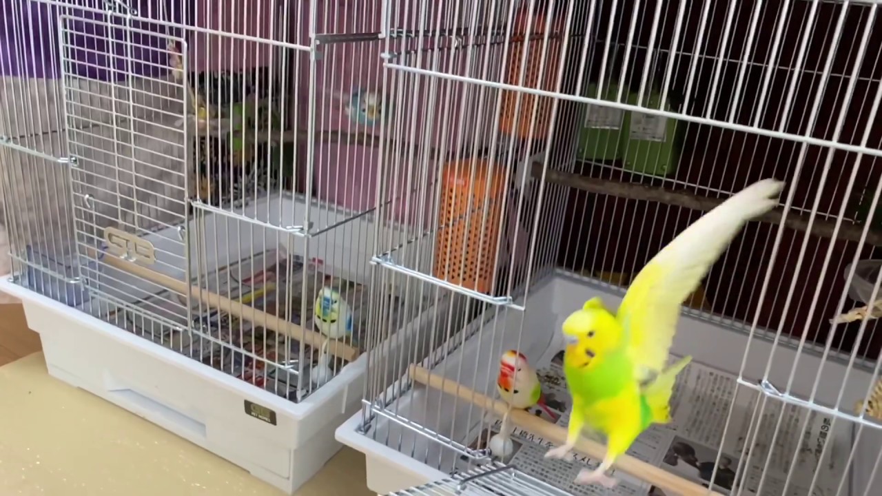 My budgies’ flying in slow motion