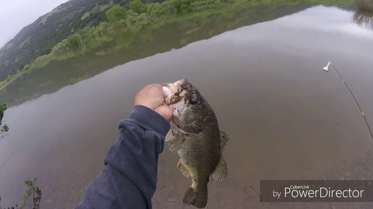 Rattlesnake encounter while FISHING 🎣for BASS and CRAPPIE at COYOTE