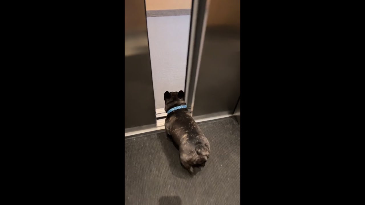 French Bulldog can run in the corridor