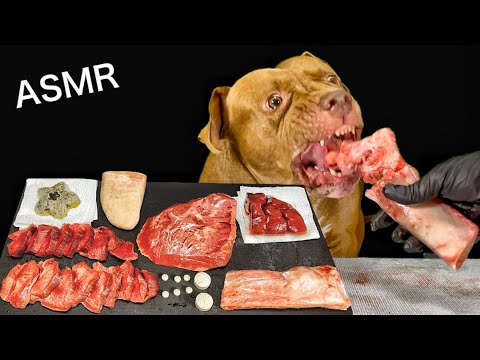 【肉テロASMR】最強のアゴで牛の骨を噛み砕くピットブルの咀嚼音が心地よすぎる