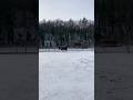 Mes poneys en folie dans la neige #neige #chevaux