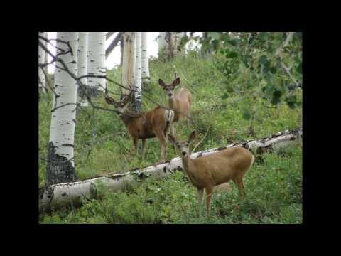 Video: Sådan undgår du en elg- eller hjorte -kollision: 12 trin (med billeder)