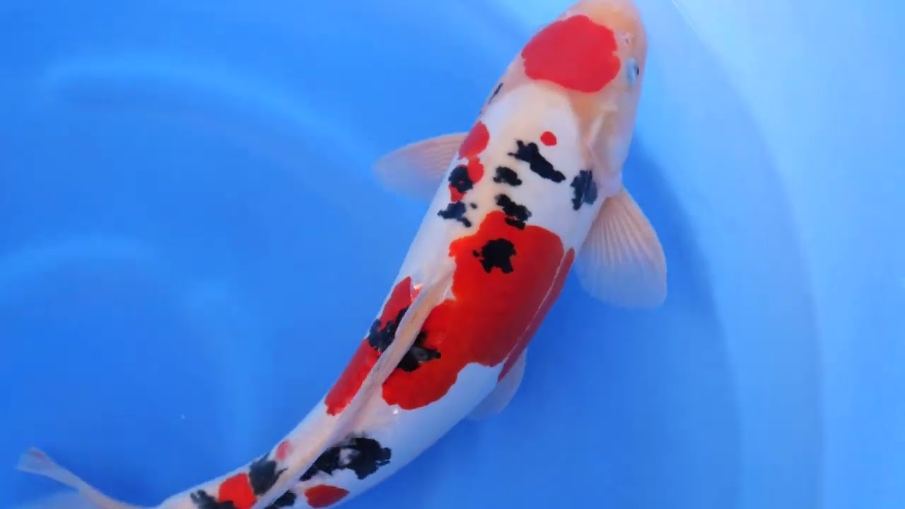 EV58-2 Maruhide Doitsu Sanke Nisai 40 Cm Male