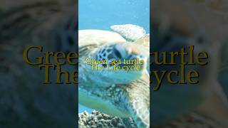 "The Incredible Journey of a Green Sea Turtle 🌊🐢 | A Year in the Making" Trailer