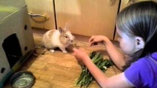 Поля Продолжает Кормить Кролика Стёпу