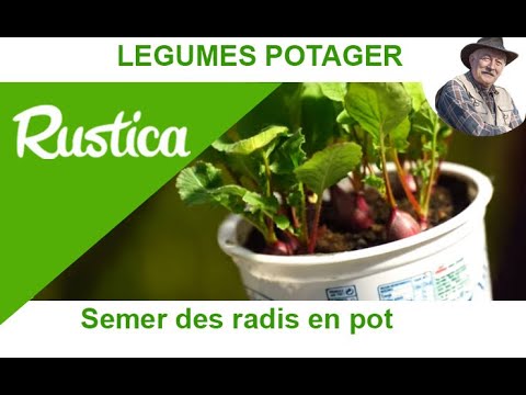 Vidéo: Radis de jardinage en conteneur - Cultiver et planter des graines de radis en pots