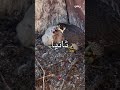 أغرب 3 حقائق عن صقر الشاهين صقر الشاهين صقور قطر صقارة