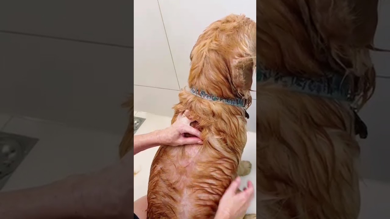 Banho premium com Animal Balance