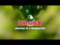 五月の絵画 Journey of a Songwriter